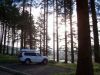 Light through the trees