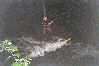 Filename=Skurf.gif
Filesize=71KB
Dimensions=444x297
Date added=Jun 08, 2006 Skurf.gif