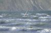 Windsurfing in Wales