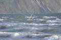Justal, Widsurfing. Borth, West Wales